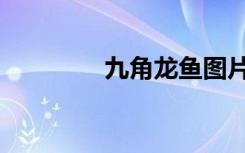 九角龙鱼图片（九角龙鱼）