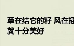 草在结它的籽 风在摇它的叶 我们站着不说话就十分美好