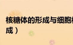 核糖体的形成与细胞核有关系吗（核糖体的形成）