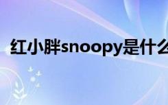 红小胖snoopy是什么猫（红小胖snoopy）