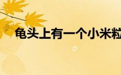 龟头上有一个小米粒的疙瘩是怎么回事？