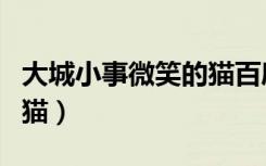 大城小事微笑的猫百度网盘（大城小事微笑的猫）