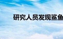 研究人员发现鲨鱼利用地球磁场导航