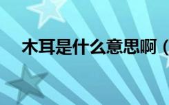 木耳是什么意思啊（粉木耳是什么意思）