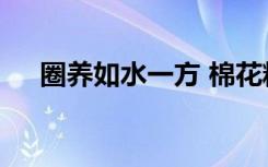 圈养如水一方 棉花糖（圈养 如水一方）