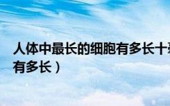 人体中最长的细胞有多长十毫米十厘米（人体中最长的细胞有多长）