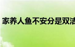 家养人鱼不安分是双洁吗（家养人鱼不安分）