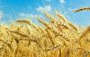解释为什么小麦消费会导致精神分裂症等精神疾病的科学
