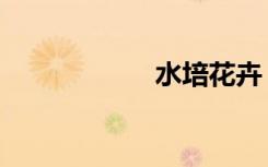 水培花卉（水生花）