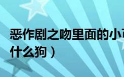 恶作剧之吻里面的小可爱是什么狗（小可爱是什么狗）