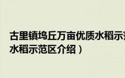 古里镇坞丘万亩优质水稻示范区（关于古里镇坞丘万亩优质水稻示范区介绍）
