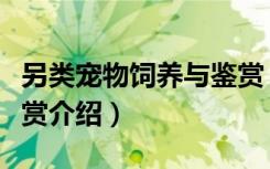 另类宠物饲养与鉴赏（关于另类宠物饲养与鉴赏介绍）