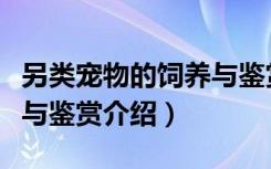 另类宠物的饲养与鉴赏（关于另类宠物的饲养与鉴赏介绍）