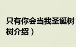 只有你会当我圣诞树（关于只有你会当我圣诞树介绍）