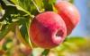 发现苹果和葡萄中的营养物质可以增加耐力
