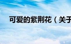 可爱的紫荆花（关于可爱的紫荆花介绍）