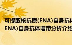 可提取核抗原(ENA)自身抗体谱带分析（关于可提取核抗原(ENA)自身抗体谱带分析介绍）