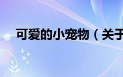 可爱的小宠物（关于可爱的小宠物介绍）