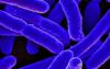 某些益生菌可以产生强大的抗生素来杀死超级细菌