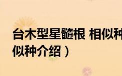 台木型星髓根 相似种（关于台木型星髓根 相似种介绍）