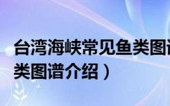 台湾海峡常见鱼类图谱（关于台湾海峡常见鱼类图谱介绍）