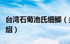 台湾石菊池氏细鲫（关于台湾石菊池氏细鲫介绍）