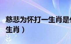 慈悲为怀打一生肖是什么动物（慈悲为怀打一生肖）