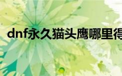 dnf永久猫头鹰哪里得（dnf猫头鹰是什么）