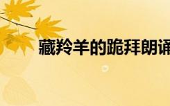 藏羚羊的跪拜朗诵（藏羚羊的跪拜）