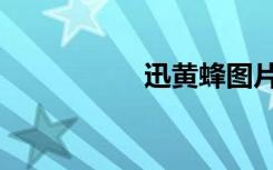 迅黄蜂图片（迅黄蜂）