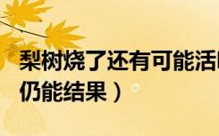 梨树烧了还有可能活吗（407岁梨树被烧空心仍能结果）