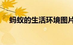 蚂蚁的生活环境图片（蚂蚁的生活环境）