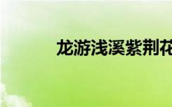 龙游浅溪紫荆花开（龙游浅溪）