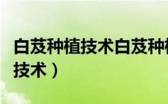 白芨种植技术白芨种植方法撒石灰（白芨种植技术）