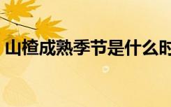 山楂成熟季节是什么时候（山楂几月份成熟）
