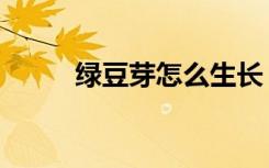 绿豆芽怎么生长（绿豆芽怎么生）