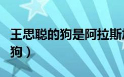 王思聪的狗是阿拉斯加还是哈士奇（王思聪的狗）