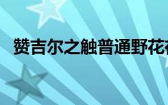 赞吉尔之触普通野花在哪里（赞吉尔之触）