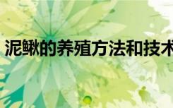 泥鳅的养殖方法和技术（泥鳅养殖技术问答）