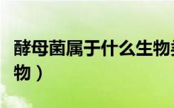 酵母菌属于什么生物类群（酵母菌属于什么生物）