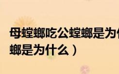 母螳螂吃公螳螂是为什么原因（母螳螂吃公螳螂是为什么）