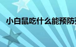 小白鼠吃什么能预防死亡（小白鼠吃什么）