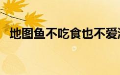 地图鱼不吃食也不爱游了（地图鱼不吃食）