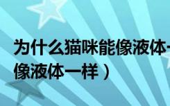 为什么猫咪能像液体一样蜷缩（为什么猫咪能像液体一样）