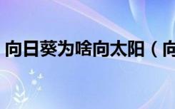 向日葵为啥向太阳（向日葵为什么向着太阳）