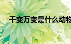 千变万变是什么动物（千变万化的动物）