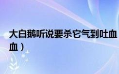 大白鹅听说要杀它气到吐血（大白鹅听主人说要杀它被气吐血）