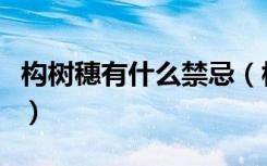 构树穗有什么禁忌（构树穗的功效与作用禁忌）