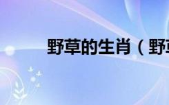 野草的生肖（野草枯黄什么生肖）