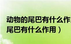 动物的尾巴有什么作用说明文500字（动物的尾巴有什么作用）